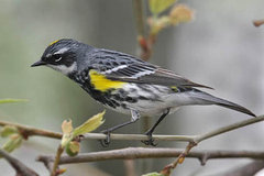 Yellow-rumped Warbler